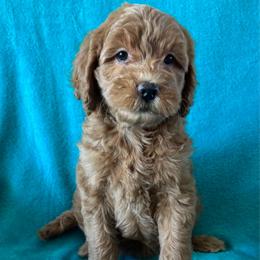 F58 - Red  female Goldendoodle puppy in West Point, Iowa from Jim Anderson