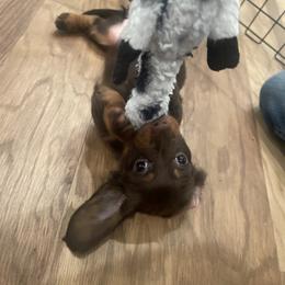 Dachshund Puppies from Honey Creek Doxies