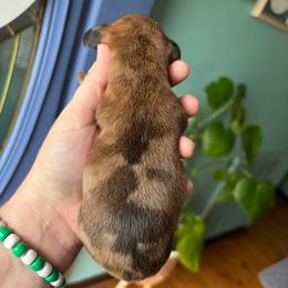 Marigold - Dapple female Dachshund puppy in Jacksonville, North Carolina from Lizzie’s Doxies