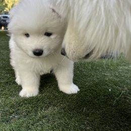 Samoyed Puppies from The Floof Brigade