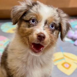 Sparrow - Red merle female Miniature Australian Shepherd puppy in Melbourne, Florida from True Spirited Aussies