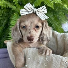 Moonshine - Dapple female Dachshund puppy in Saint Peter, Illinois from Ashton’s Doxies of Southern IL