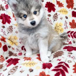 Paterson - Silver and white male Pomsky puppy in Sheffield, Iowa from Clover Ridge Pomskies