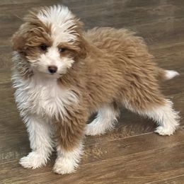 Goldendoodle Puppies from West Michigan Doodles and Poodles