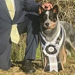 Fridge - Australian Cattle Dog