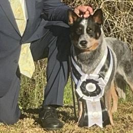Fridge - Australian Cattle Dog