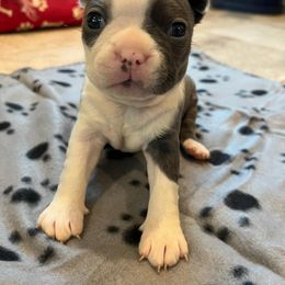 Boston Terrier Puppies from Boston Terriers of Conroe