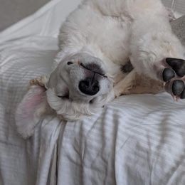 Poodle Puppies from Graybark Standard Poodles
