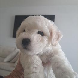 Bichon Frise, Cavachon, and Cavalier King Charles Spaniel Puppies from Sarah's Cavachons & King Charles Cavalier Spaniels