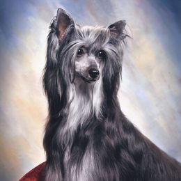 Sunny - Chinese Crested