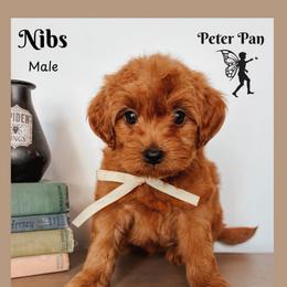 Bibs - Red  male Goldendoodle puppy in Hilton, New York from The House of Goldendoodle