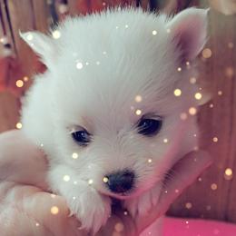 Girl 2 - White female Pomeranian puppy in Lore City, Ohio from Tonia's Pomeranians