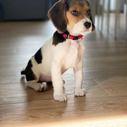 Gladys - Black and tan female Beagle puppy in Texas, Texas from Beagles For Home