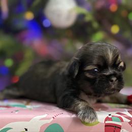 AKC Bonbon - Sable female Shih Tzu puppy in Paintsville, Kentucky from Molly B's ShihTzus