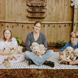 English Setter, Golden Retriever, and Gordon Setter Puppies from Katherine Lirette