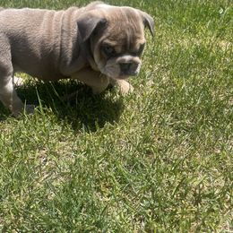 Bulldog Puppies from Kristina's Bulldogs