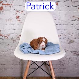 Patrick - Red  male Goldendoodle puppy in Calhoun, Georgia from Happy Top Doodles