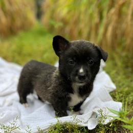 Tahoe - Brindle and white male American Corgi puppy in Hope, Arkansas from Foxy Knoll Farm