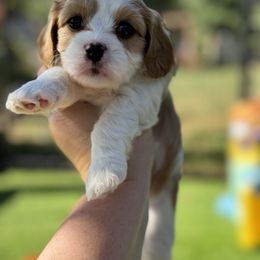 Bernedoodle and Cavapoo Puppies from Apricot Roots Doodles