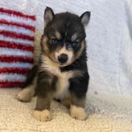 Aura - Agouti and white female Siberian Husky puppy in London, Ohio from Rose Trail Siberian’s