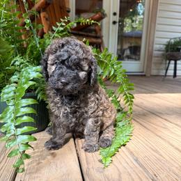 Ace - Chocolate male Goldendoodle puppy in El Dorado, Arkansas from Magnolia Mini Doodles