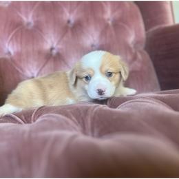 Shasta - White and red female Pembroke Welsh Corgi puppy in Saint George, South Carolina from Carolina cotton candy corgis