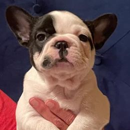 French Bulldogs from Bourbon Street Bullz