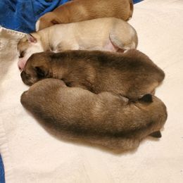 Alaskan Husky and Siberian Husky Puppies from Lakeland Huskies