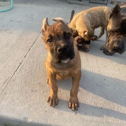Cane Corso Puppies from Bayou Cane Corso