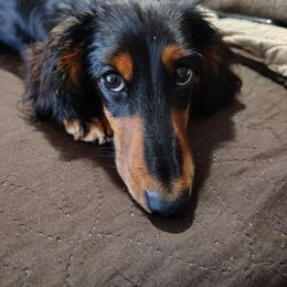 Minx - Dachshund