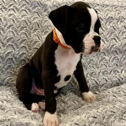 Eliza-Orange Collar - Brindle female Boxer puppy in Watervliet, New York from Shamrock's Boxers