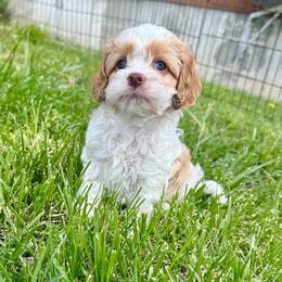 Peter - Red and white male Cockapoo puppy in Rolla, Missouri from Diamond K