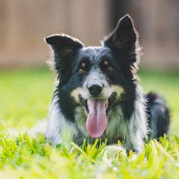 Future - Border Collie