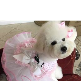 Bichon Frise Puppies from Wet Kisses Bichons