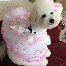 Bichon Frise Puppies from Wet Kisses Bichons