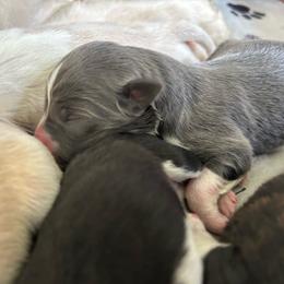 Ketchup - Blue female Border Collie puppy in Franklin, Maine from Broad Meadow Borders