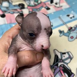 Obi - Slate male Chinese Crested puppy in Henderson, Kentucky from Western Kentucky Chihuahua’s and Chinese Crested’s