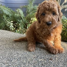 Goldendoodle Puppies from Oregon Doodle