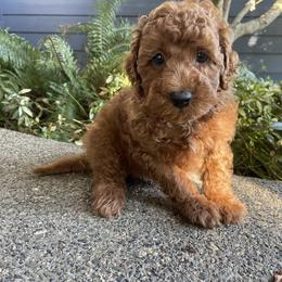 Goldendoodle Puppies from Oregon Doodle