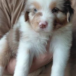JON - Red merle male Australian Shepherd puppy in Elk Creek, Missouri from Hearts on Fire Australian Shepherds
