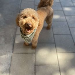 Jax - Goldendoodle