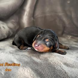Jam - Black and tan male Dachshund puppy in Wooldridge, Missouri from Royal Bloodline Canines