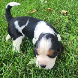 Denim - Black white and tan male English Springer Spaniel puppy in Derby, Vermont from Ledge N' Tree English Springer Spaniels