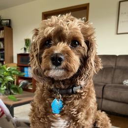Sage - Cavapoo