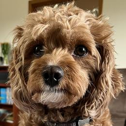 Sage - Cavapoo
