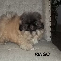 Pekingese Puppies from Brey Pekingese