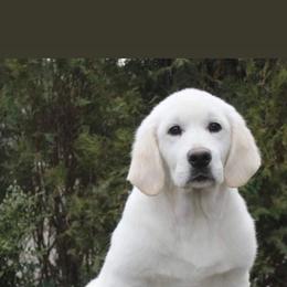 Chelsea - Light golden female Golden Retriever puppy in Dunlap, Tennessee from Mountain Laurel Goldens