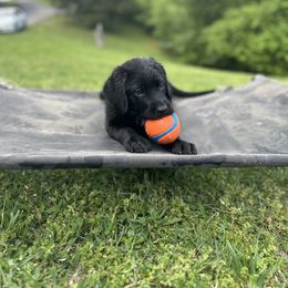 Labrador Retriever Puppies from Whiskey Mountain Labradors