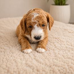Boy 5 - male Goldendoodle puppy in Hastings, Nebraska from Golden Nest Doodles