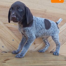 Dolly - Liver roan female German Shorthaired Pointer puppy in Elberta, Alabama from Old Orchard Farm